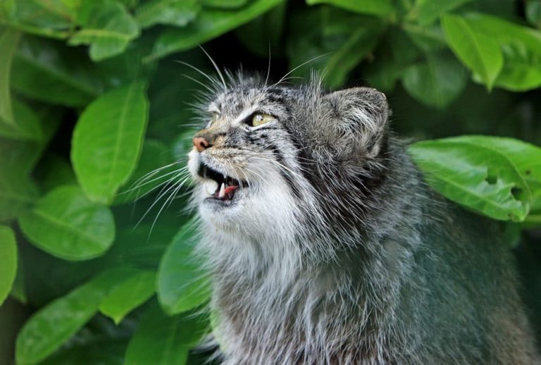 Chat qui miaule Voici pourquoi il le fait Nature de Chat