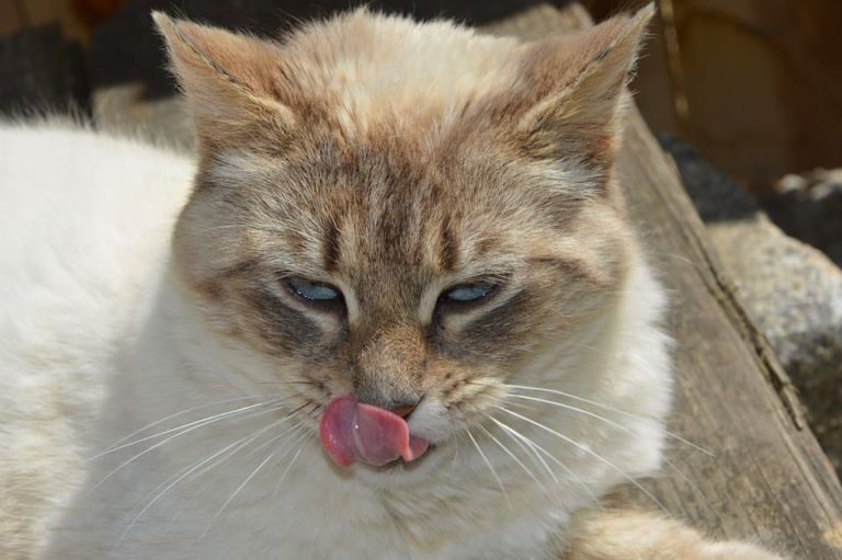 Chat Qui Tire La Langue Pourquoi Et Que Faire Nature De Chat