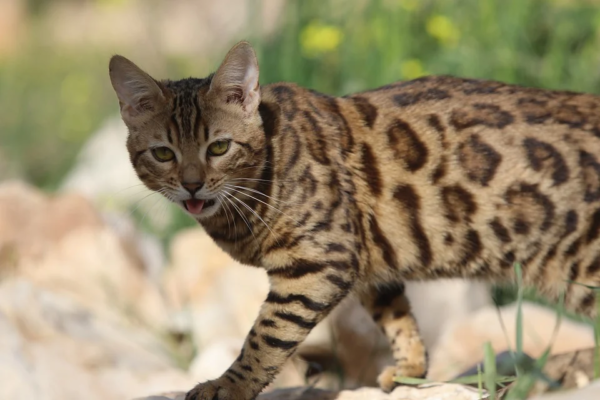 Chat Qui Miaule Tout Le Temps Comprendre Et Agir