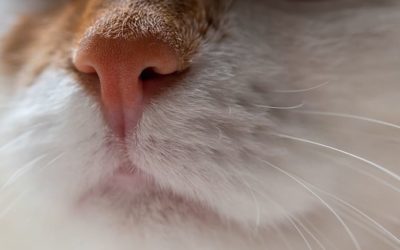 Chat qui a le nez bouché et des ronflements : Pourquoi et que faire ?