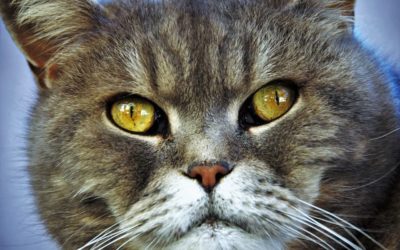 Chat aux yeux jaunes : Tout ce qu’il faut savoir
