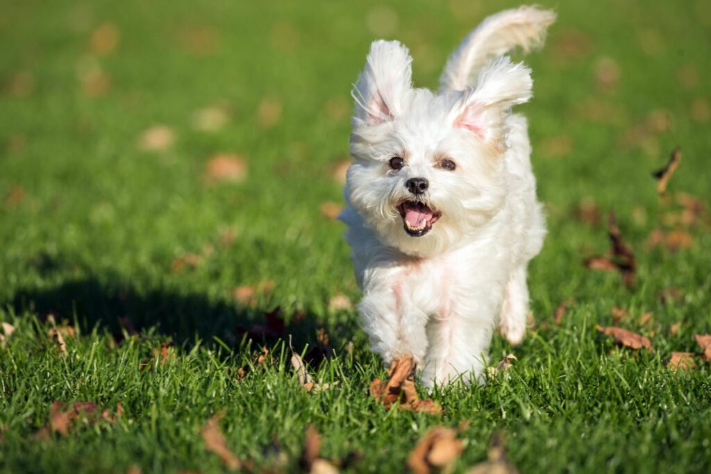 Chien Bichon Maltais