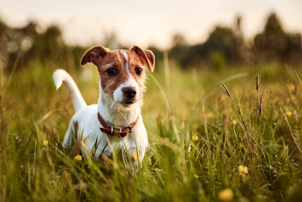 Chien Jack Russell