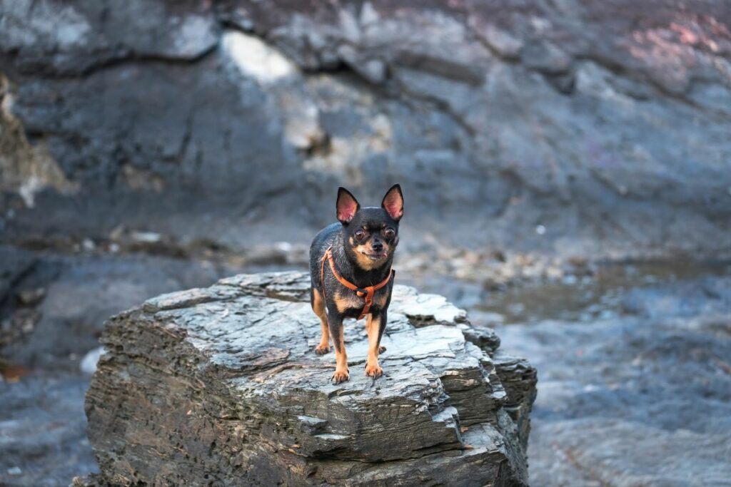 Chien Pinscher Nain