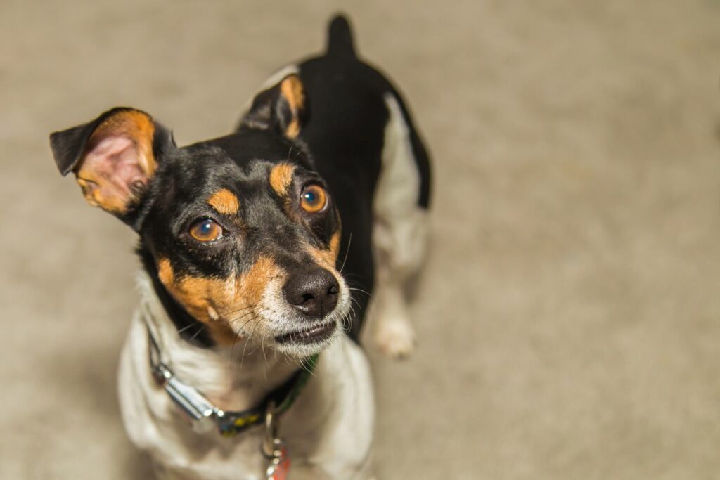 Chien Toy Fox Terrier