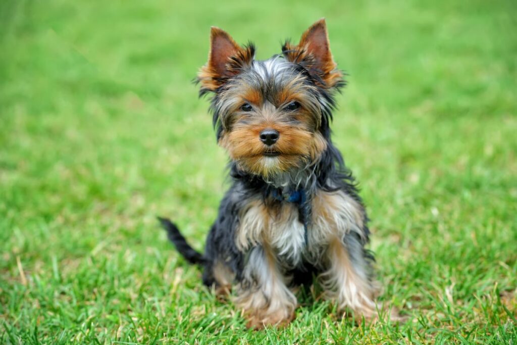 Chien Yorkshire Terrier