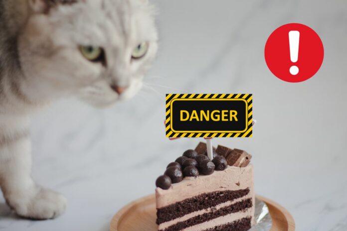 Un chat près d'un gâteau au chocolat avec un panneau 