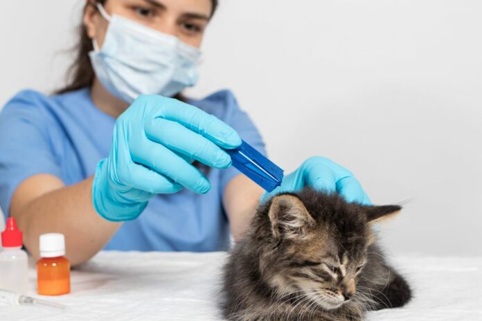 Un vétérinaire applique un traitement antiparasitaire sur un chaton.