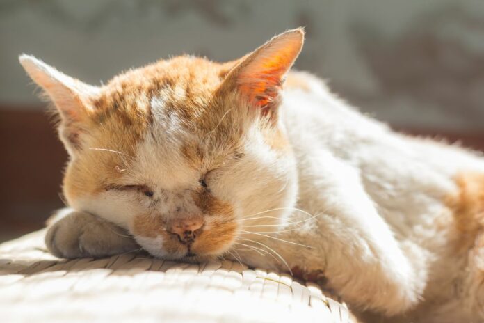 Un vieux chat blanc et roux endormi paisiblement au soleil.