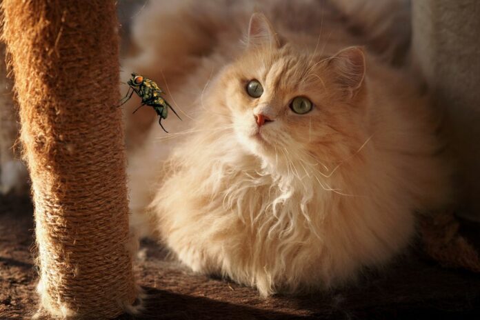 Un chat à poil long regarde une mouche posée sur un poteau en sisal.