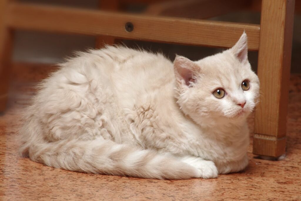 Selkirk Rex