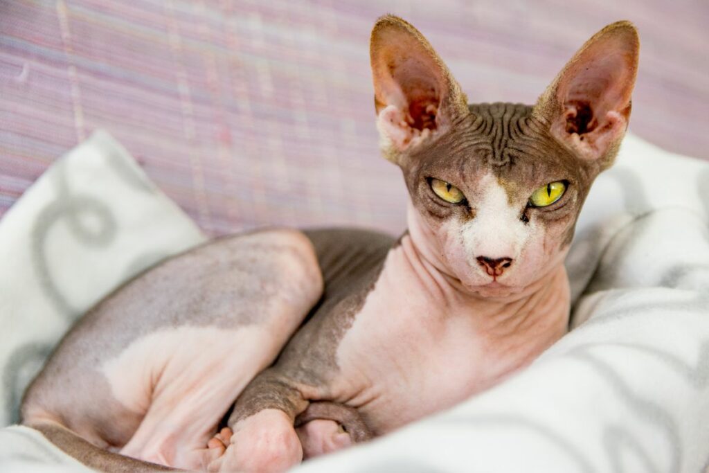 Chat Sphynx