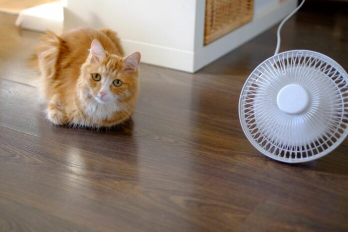 Un chat allongé sur le sol à côté d'un ventilateur.