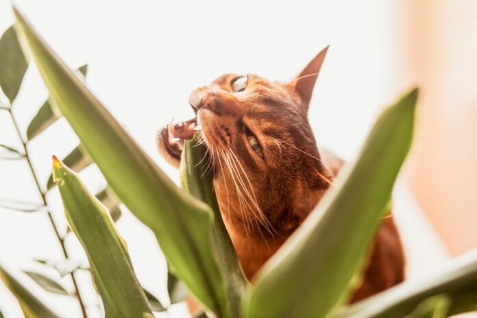 Un chat en train de mordre les feuilles d'une plante d'intérieur.