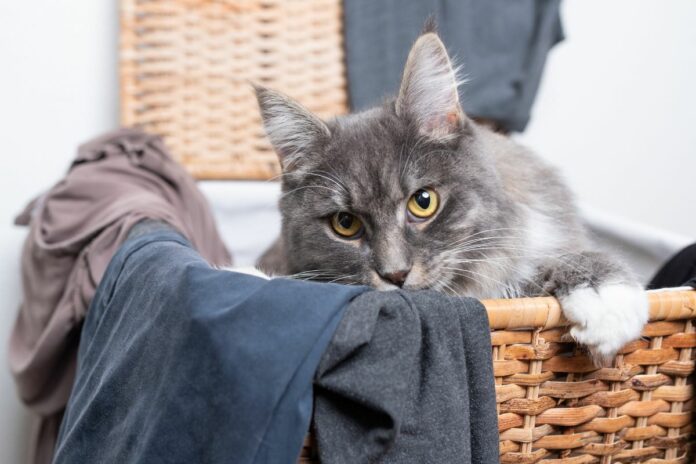 Un chat gris mâchonne un vêtement dans un panier.