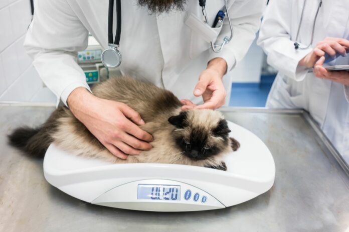 Chat pesé par un vétérinaire sur une balance.