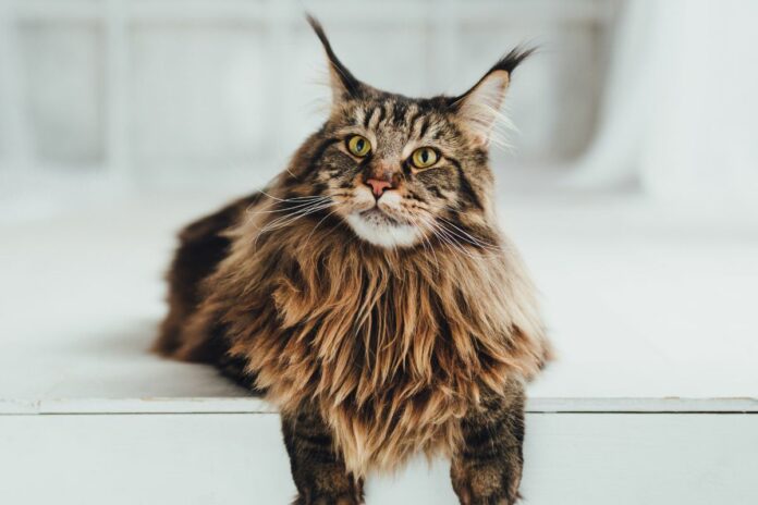 Chat Maine Coon allongé avec un pelage épais.