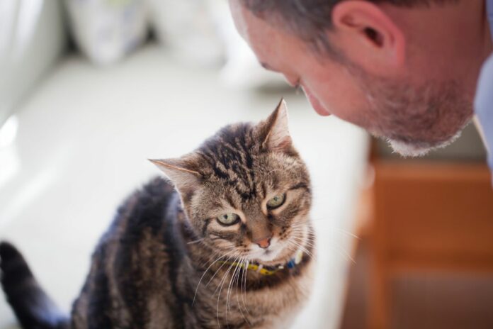 Voici 5 conseils pour prendre soin d'un chat âgé !