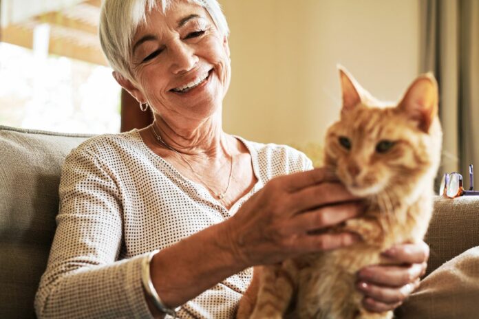 Quelle est l'espérance de vie de votre chat ? Découvrez les facteurs clés à connaître !