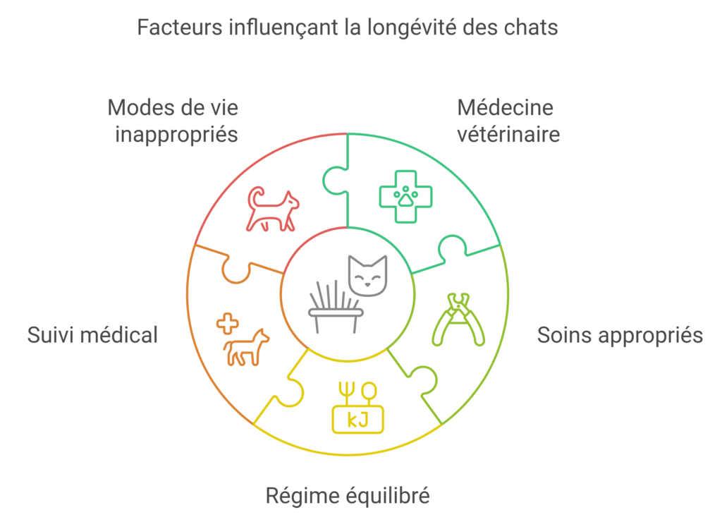 L’espérance de vie moyenne du chat domestique