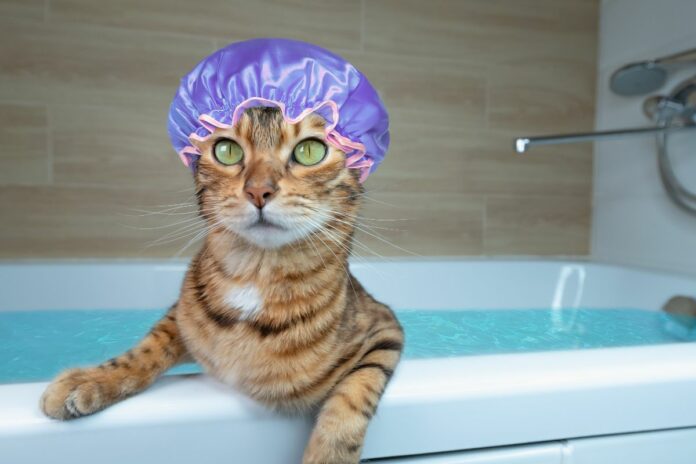 Comment laver votre chat : guide pratique pour un toilettage en douceur !