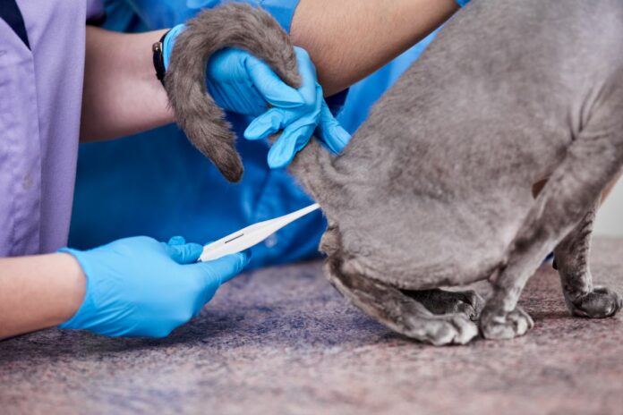 Voici comment prendre la température de votre chat facilement et en toute sécurité !