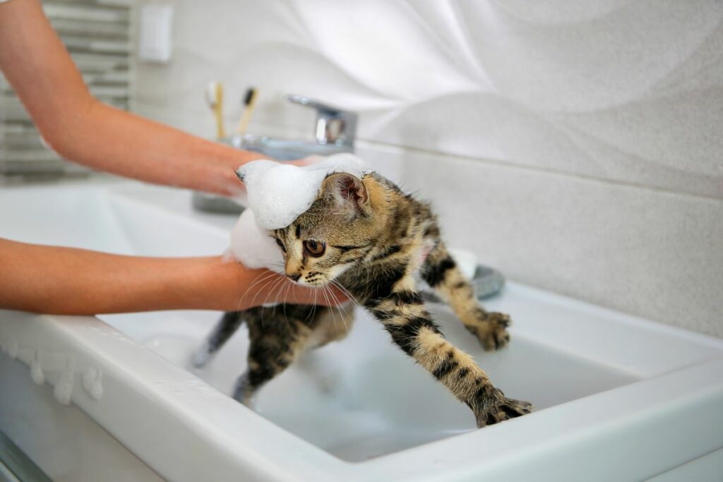 Préparez votre chat à prendre un bain 