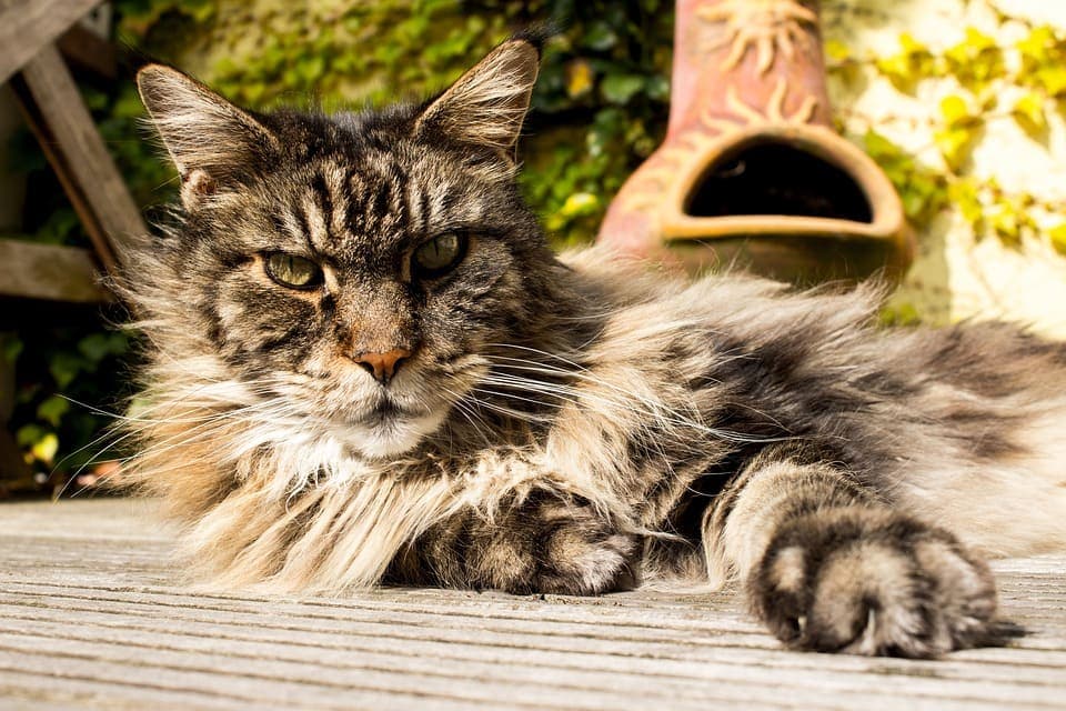 Maine Coon Brown Blotched Tabby : Tout ce qu’il faut savoir