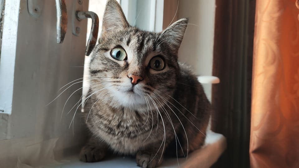 A combien de km entend un chat ?