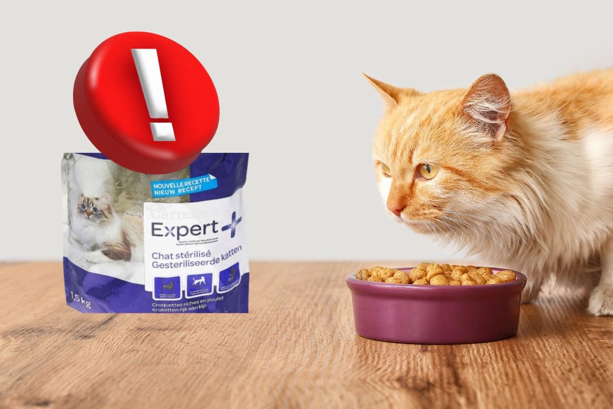 Alerte produit : des croquettes pour chat contaminées aux salmonelles, soyez vigilants !