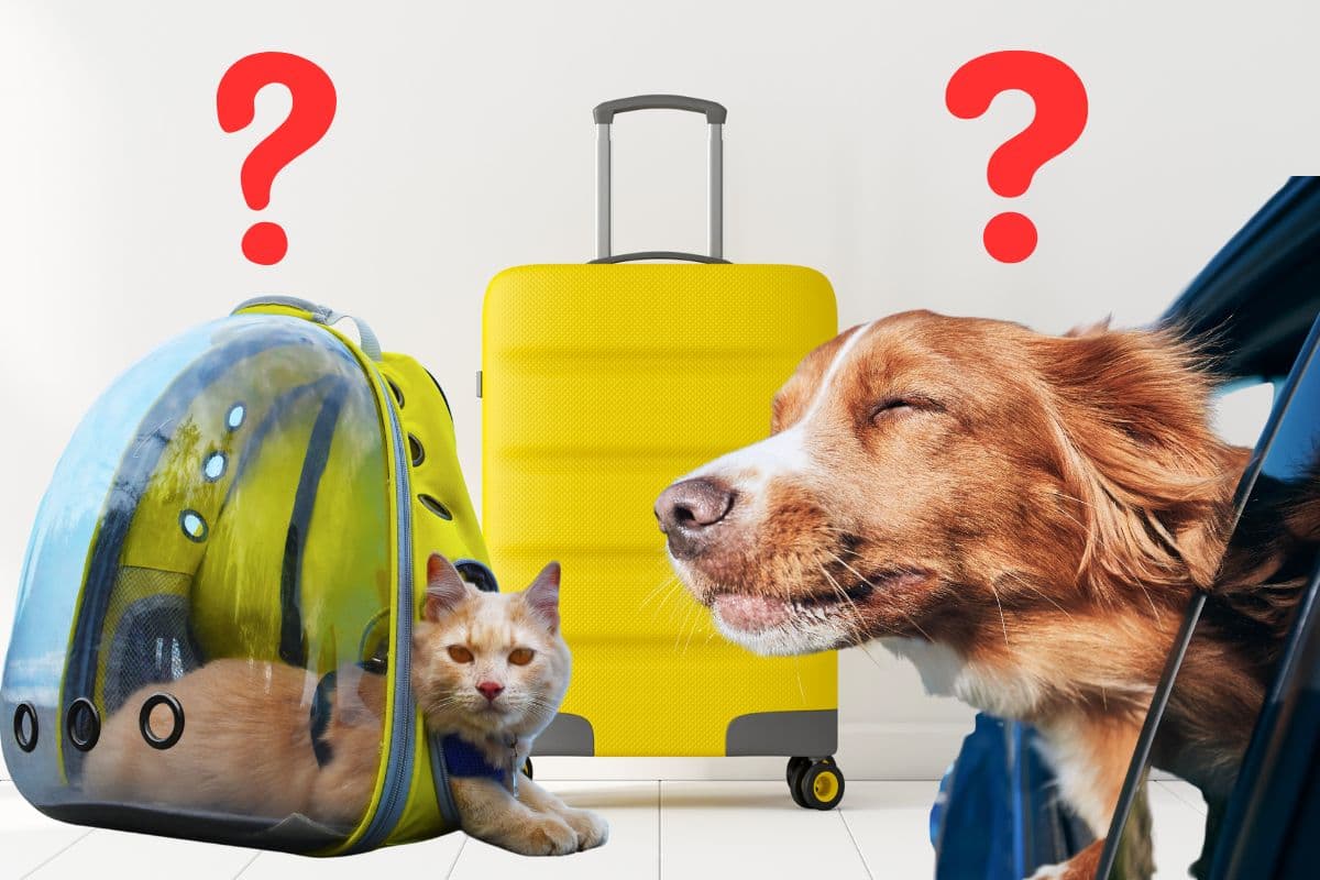 Races de chats et de chiens qui peuvent voyager en cabine : découvrez les compagnons de voyage idéaux