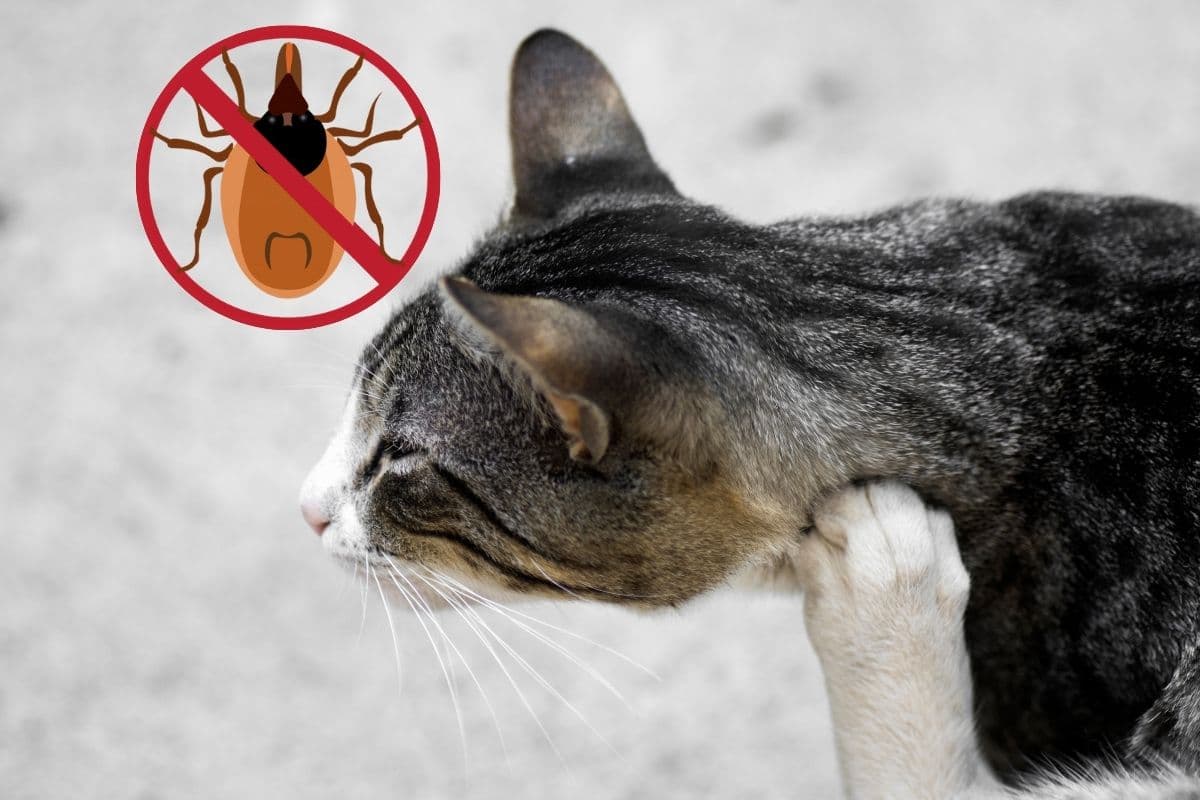 Aoûtat chez le chat : repérez les symptômes et éliminez-les efficacement !