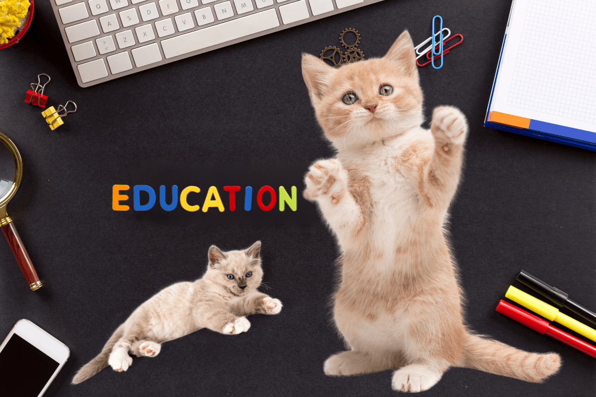 Voici 4 astuces incontournables pour apprendre la propreté à votre chaton !