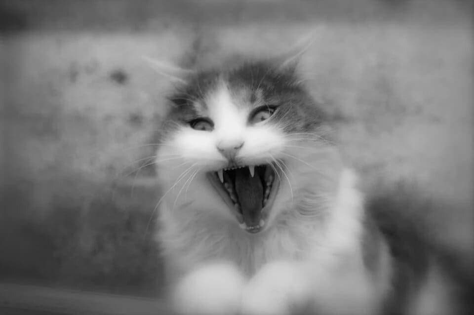 Chats qui se battent : Comprendre et agir