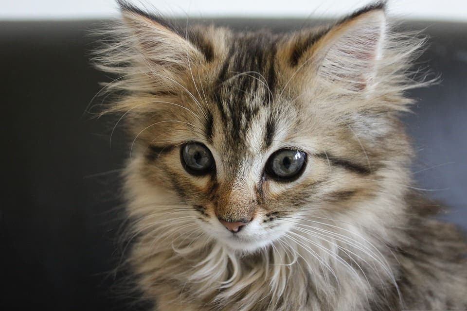Maine Coon de 6 mois : Tout ce qu’il faut savoir