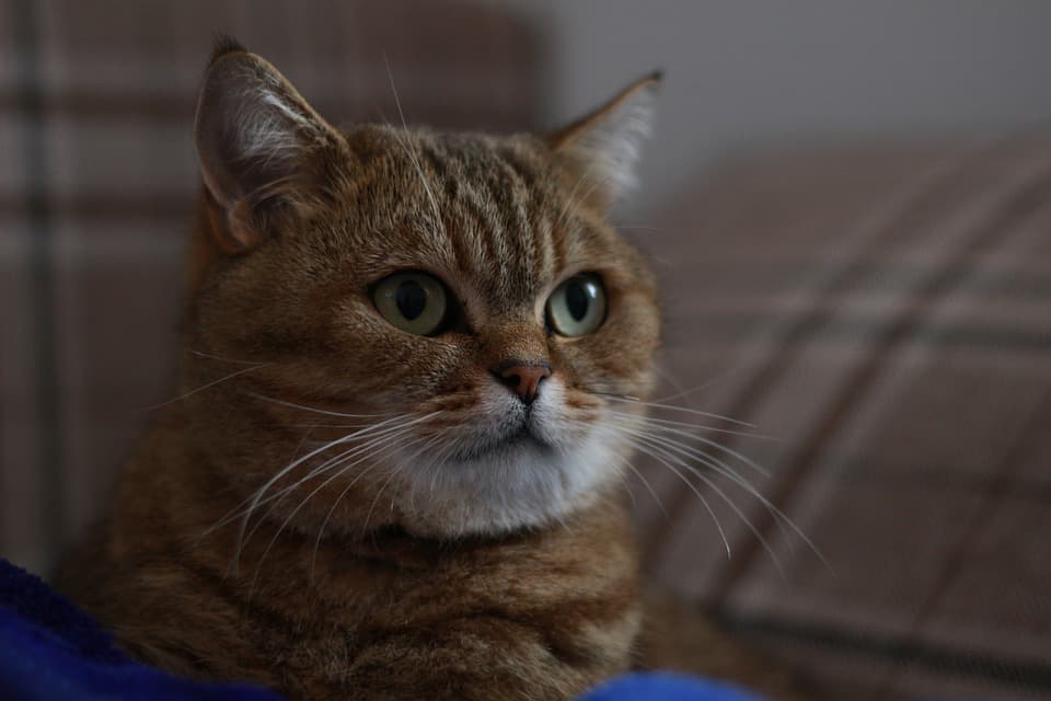 Chat qui les pupilles dilatées : Tout ce qu’il faut savoir