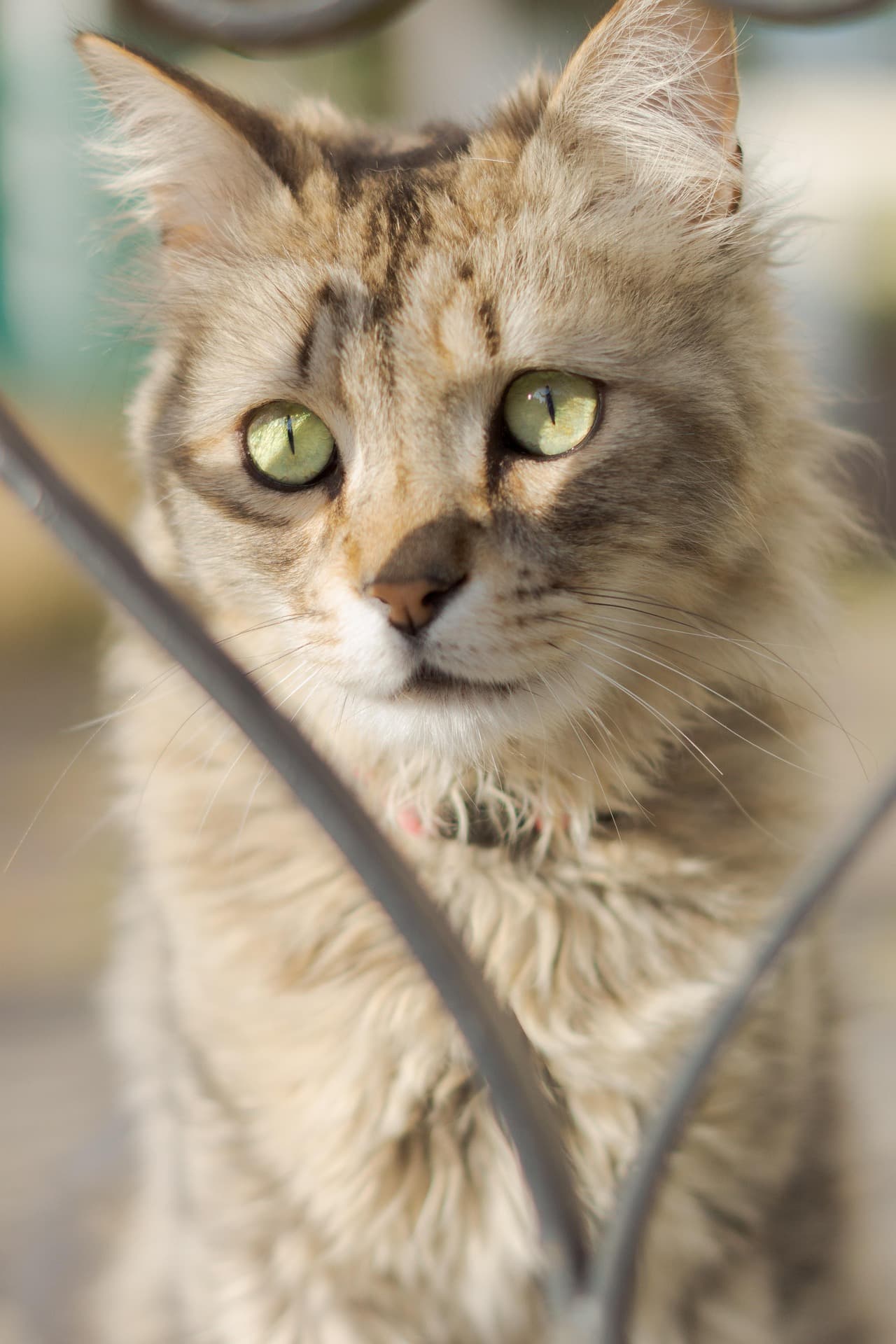 Le chat LaPerm aux boucles envoûtantes et au cœur chaleureux