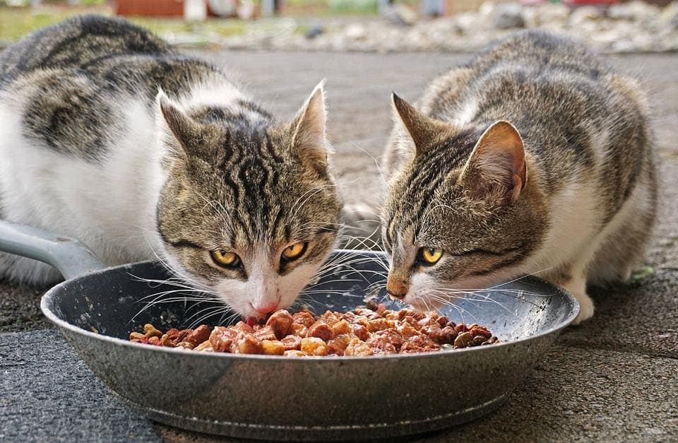 Chat qui ne mange pas beaucoup : Pourquoi et que faire ?