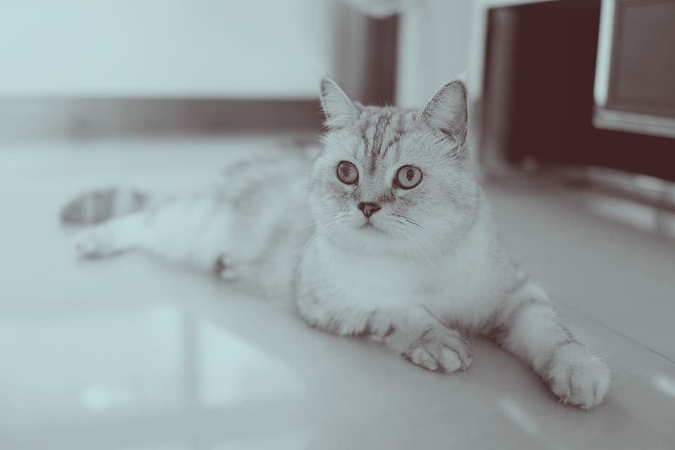 Pourquoi mon chat s’allonge par terre ?