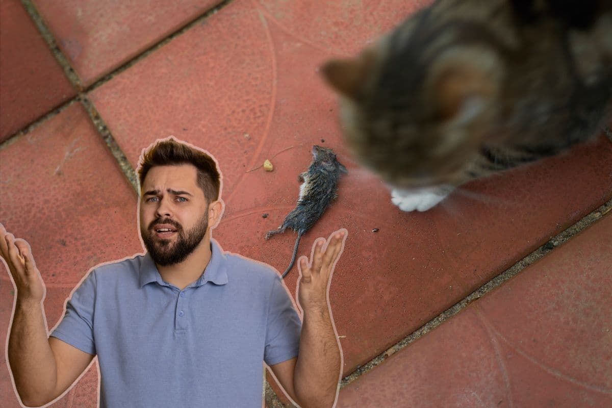 Pourquoi les chats amènent- ils des animaux morts à la maison ? Découvrez les raisons surprenantes !