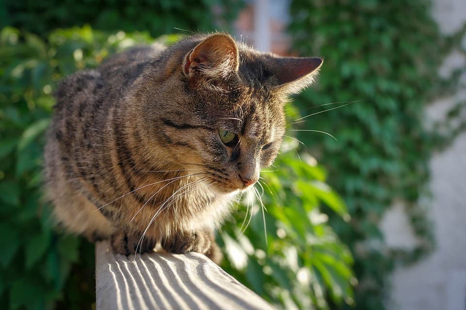 Comment protéger fenêtre, balcon, terrasse pour que mon chat ne tombe pas?