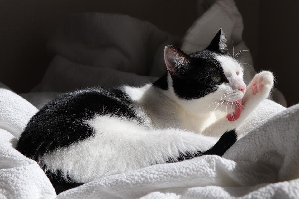 Chat qui a une boule dans le cou : Pourquoi et que faire ?