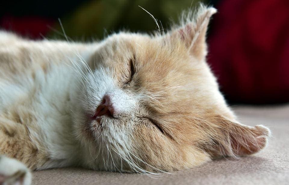 Chat qui a un bouton sur la peau : Pourquoi et que faire ?