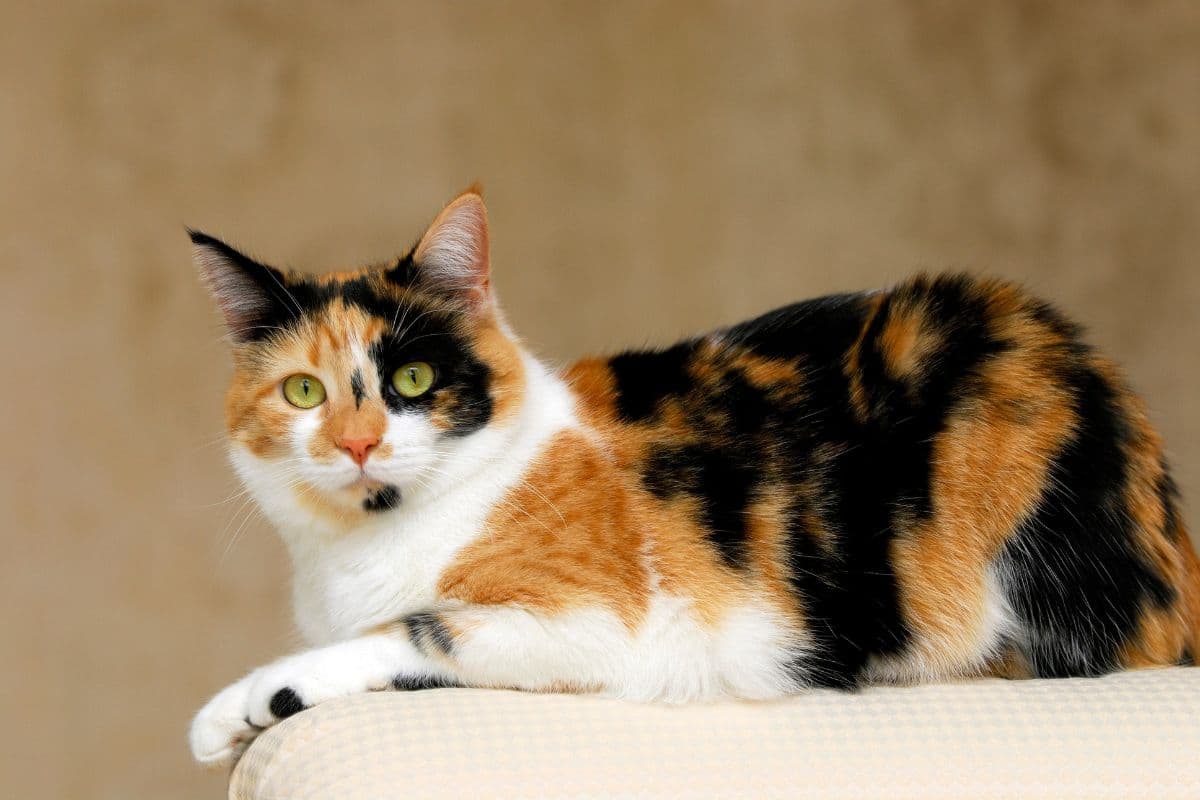 Chats Calico : ces félins mystiques cachent des secrets incroyables !