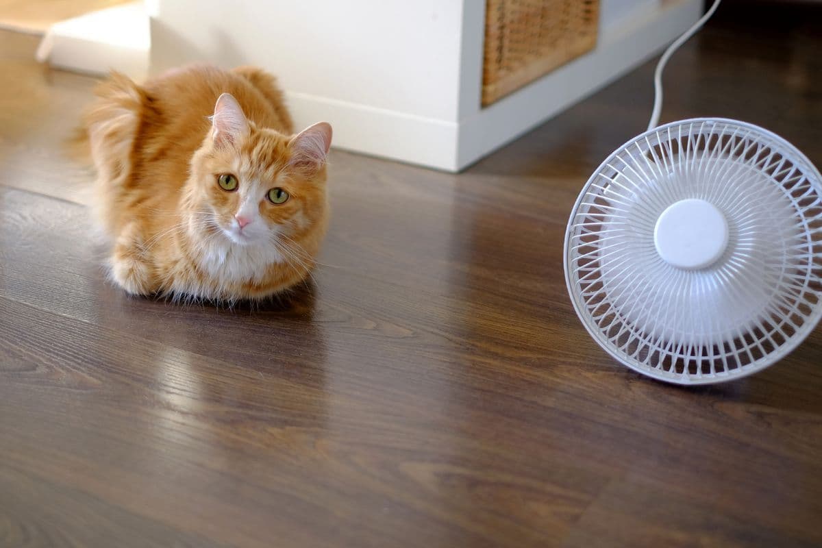 5 races de chats qui ne supportent pas la chaleur : découvrez si votre félin est en danger !