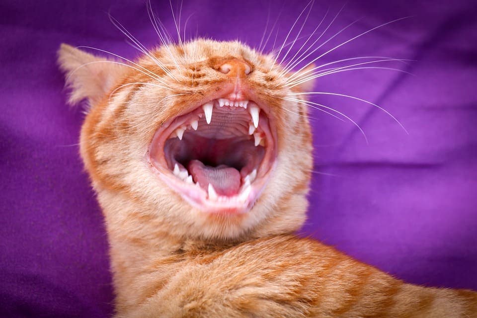 Chat qui claque des dents : Ce qu’il faut savoir