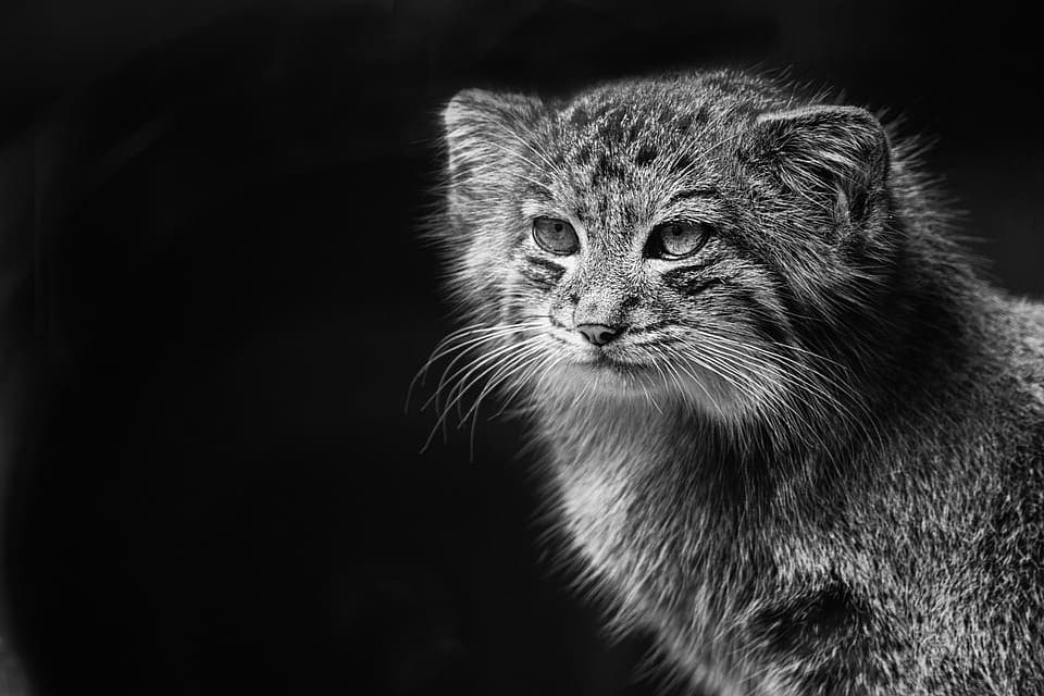 Chat de Pallas : Tout ce qu’il faut savoir sur le chat Manul