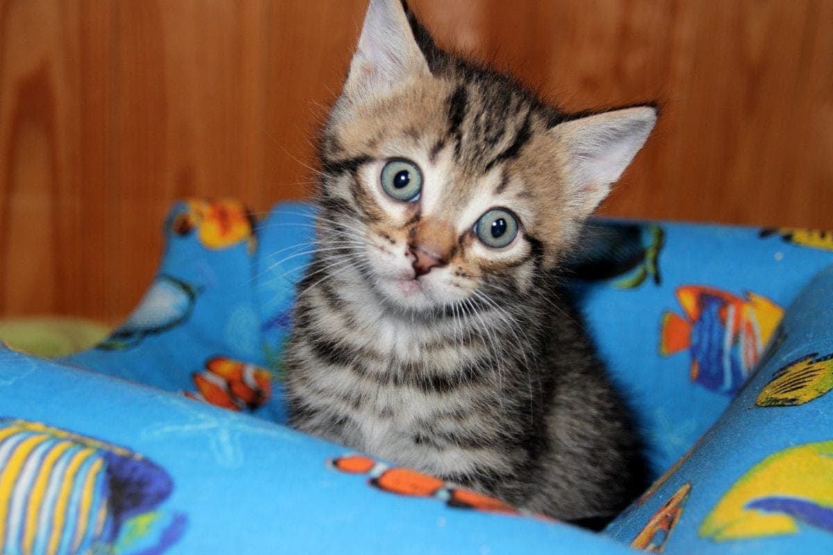 A quel âge un chat devient calme ?