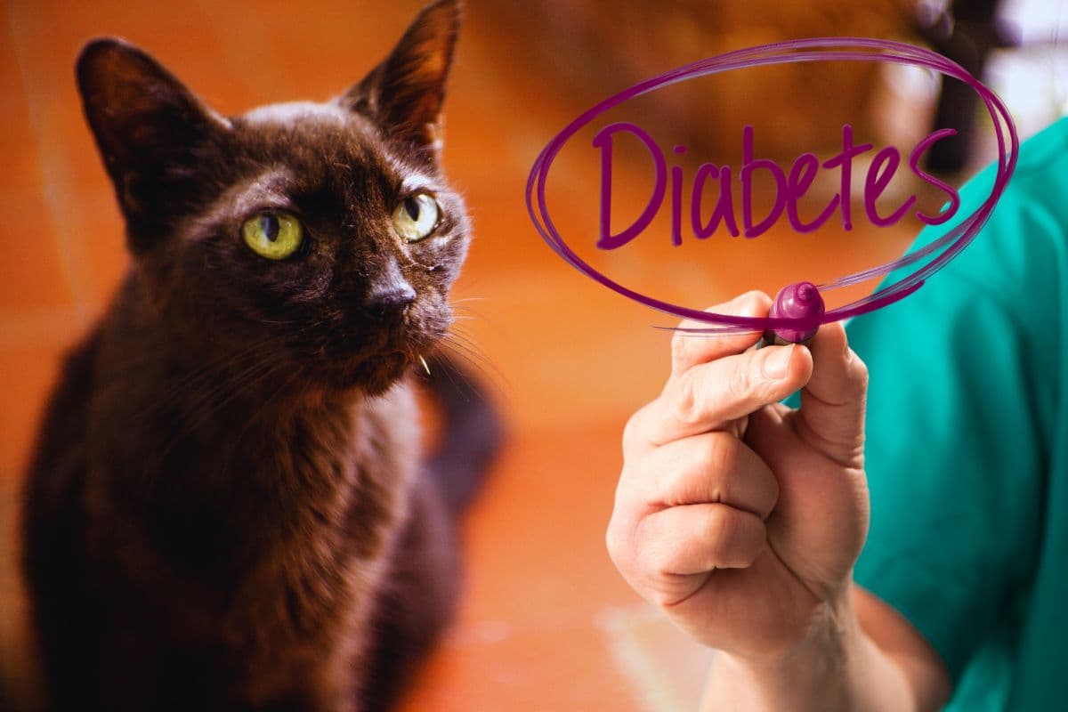 Diabète du chat : découvrez le nouveau traitement par voie orale qui révolutionne les soins !