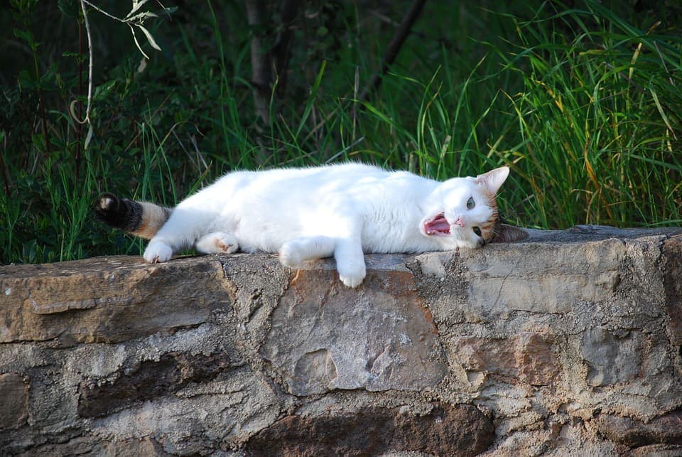 Laisser son chaton seul pendant les vacances : Le guide complet